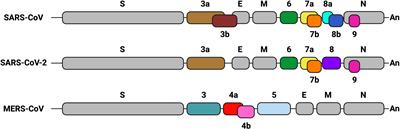 Contribution to pathogenesis of accessory proteins of deadly human coronaviruses